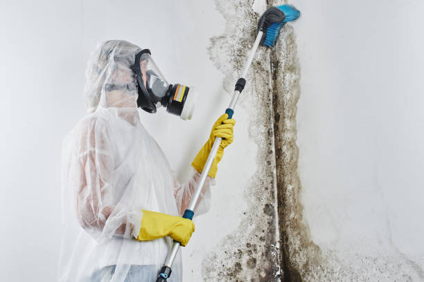 Best Basement Mold Remediation in Lorado City, CO
