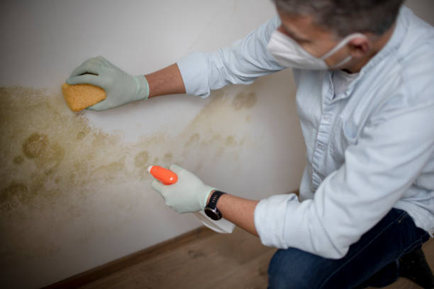Best Emergency Mold Remediation in Lorado City, CO