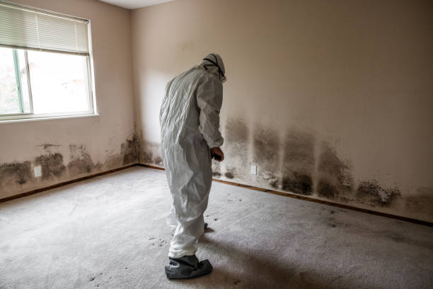 Reliable Colorado City, CO Mold Remediation Solutions