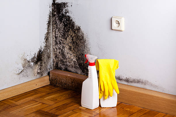 Best Localized Mold Remediation (e.g., coastal areas, humid climates) in Lorado City, CO